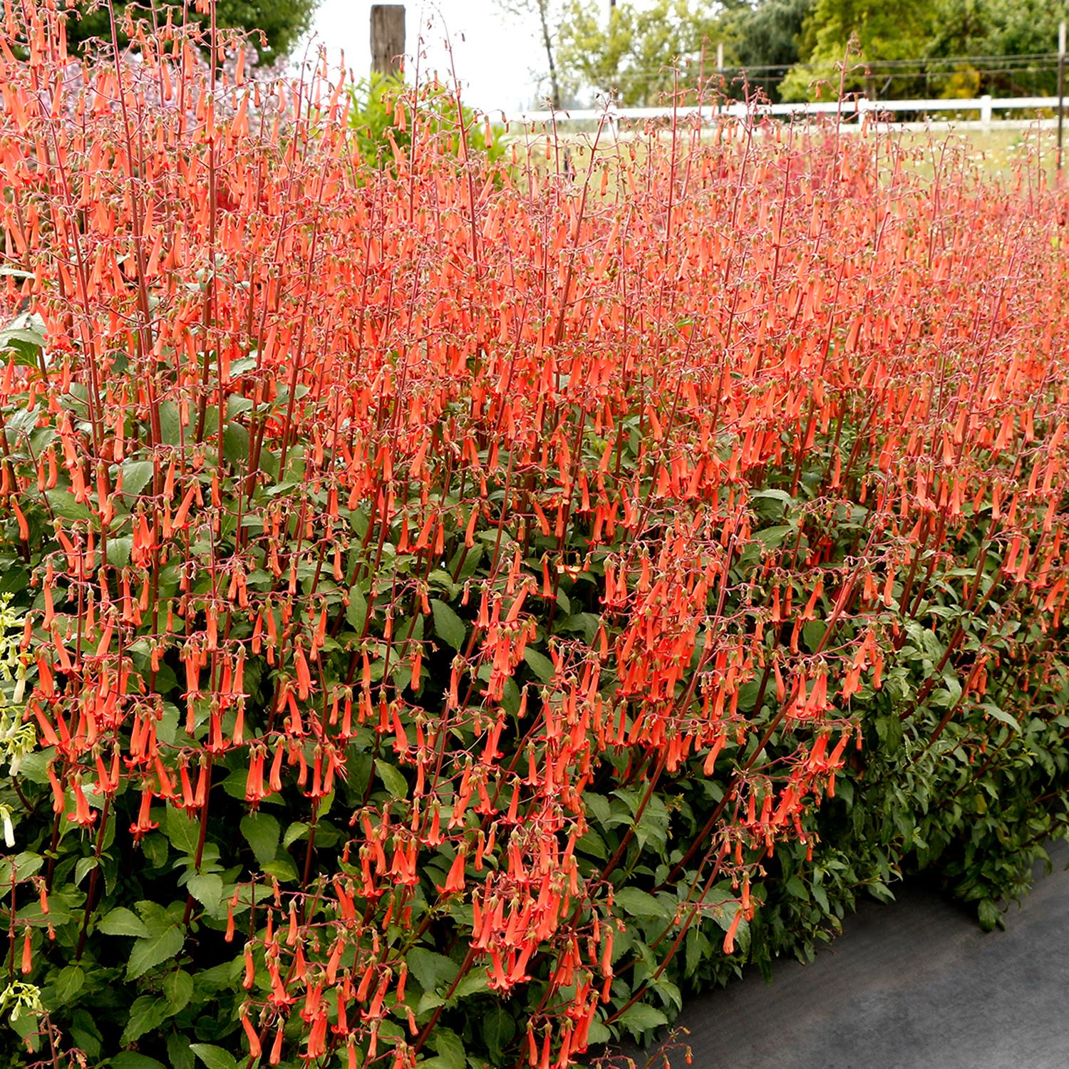 phygelius_colorburst_orange