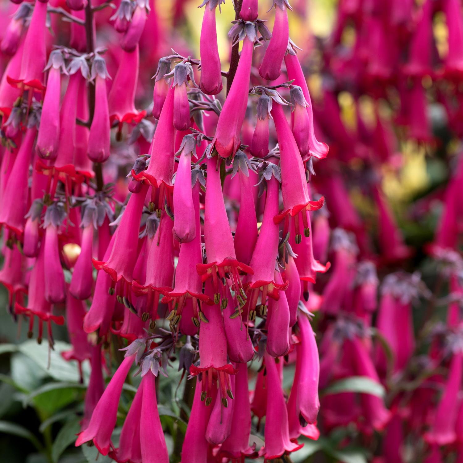 phygelius_colorburst_rose_cape_fuchsia