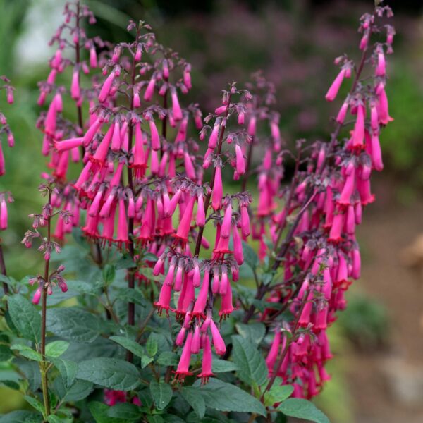 Phygelius COLORBURST™ Rose - Image 2
