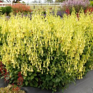 Phygelius COLORBURST™ Yellow