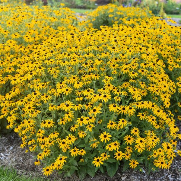 Rudbeckia 'Treasure Trove' - Image 2