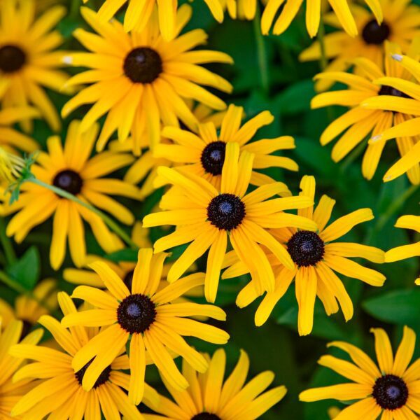 Rudbeckia 'Treasure Trove' - Image 3