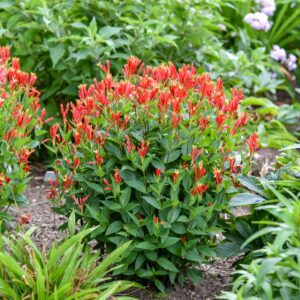 Spigelia 'Orange Slices'