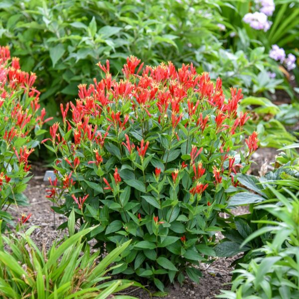 Spigelia 'Orange Slices'