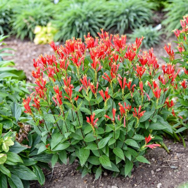 Spigelia 'Orange Slices' - Image 3