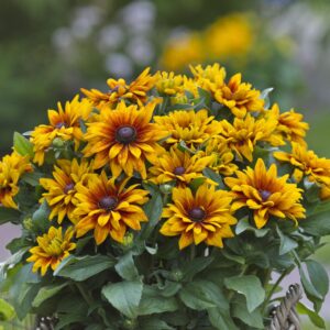 Rudbeckia 'Sunbeckia Carla'