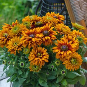 Rudbeckia 'Sunbeckia Graffiti Caramel'