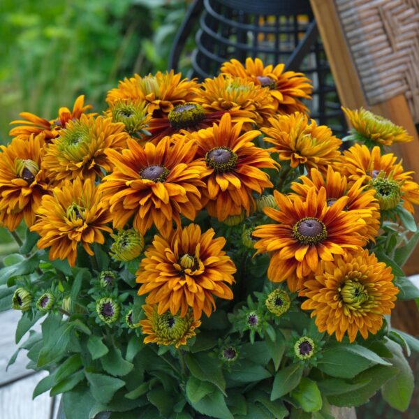 Rudbeckia 'Sunbeckia Graffiti Caramel'