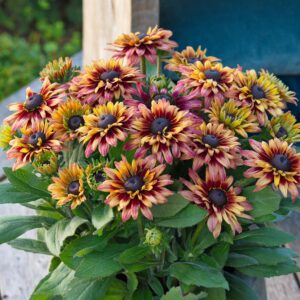 Rudbeckia 'Sunbeckia Graffiti Cherry'
