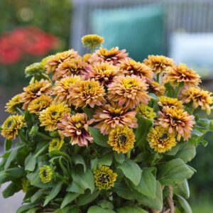 Rudbeckia 'Sunbeckia Graffiti Peach'