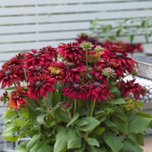 Rudbeckia 'Sunbeckia Graffiti Scarlet'