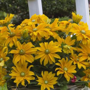 Rudbeckia 'Sunbeckia Juliana'