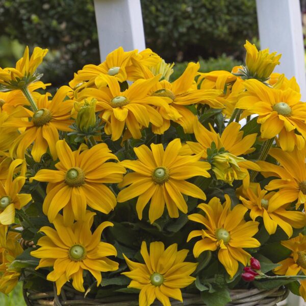 Rudbeckia 'Sunbeckia Juliana'
