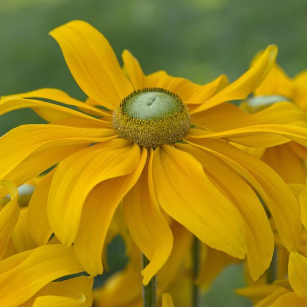 Rudbeckia 'Sunbeckia Juliana' - Image 2