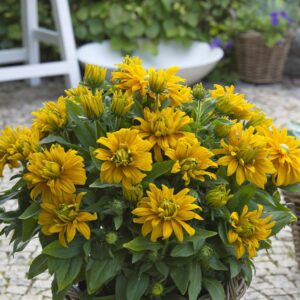 Rudbeckia 'Sunbeckia Laura'