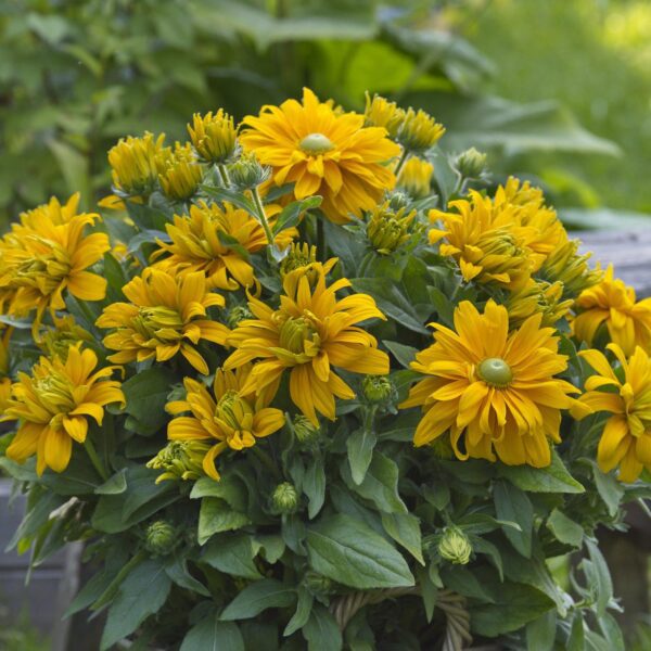 Rudbeckia 'Sunbeckia Laura' - Image 2
