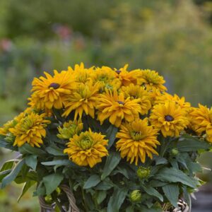 Rudbeckia 'Sunbeckia Lucia'