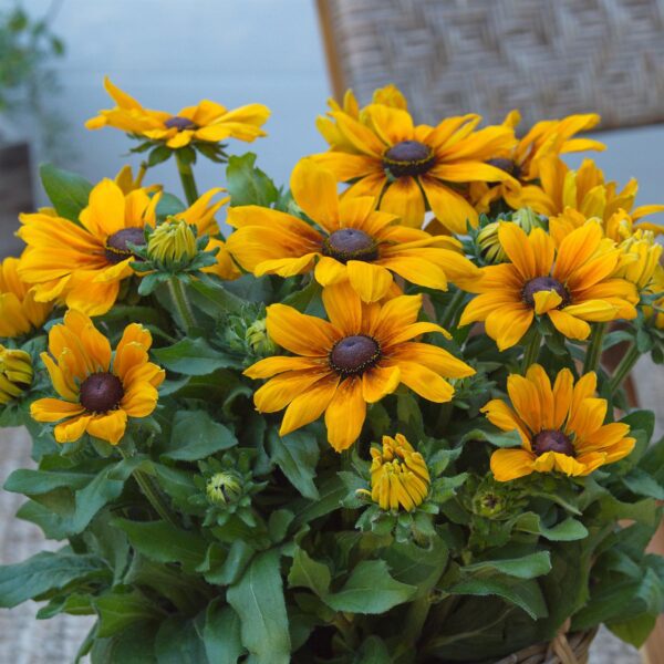Rudbeckia 'Sunbeckia Marilyn'