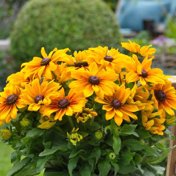 Rudbeckia 'Sunbeckia Marilyn' - Image 2