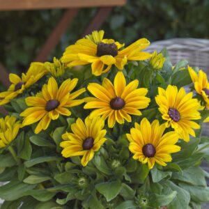Rudbeckia 'Sunbeckia Maya'