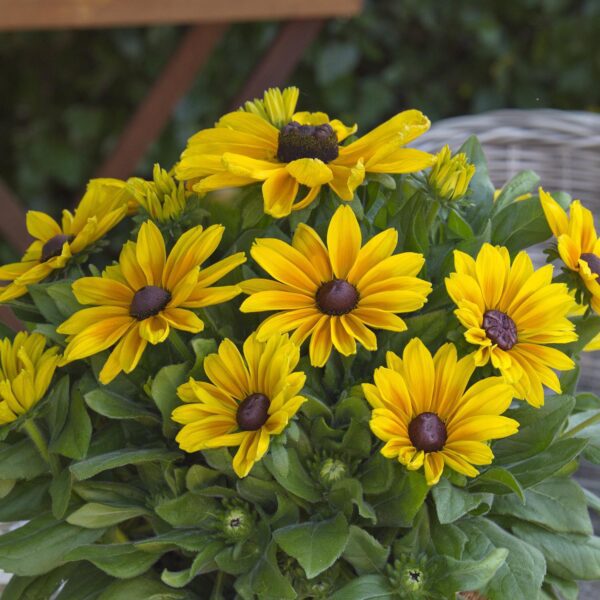 Rudbeckia 'Sunbeckia Maya'