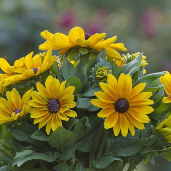 Rudbeckia 'Sunbeckia Maya' - Image 2