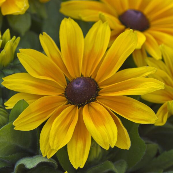 Rudbeckia 'Sunbeckia Maya' - Image 3