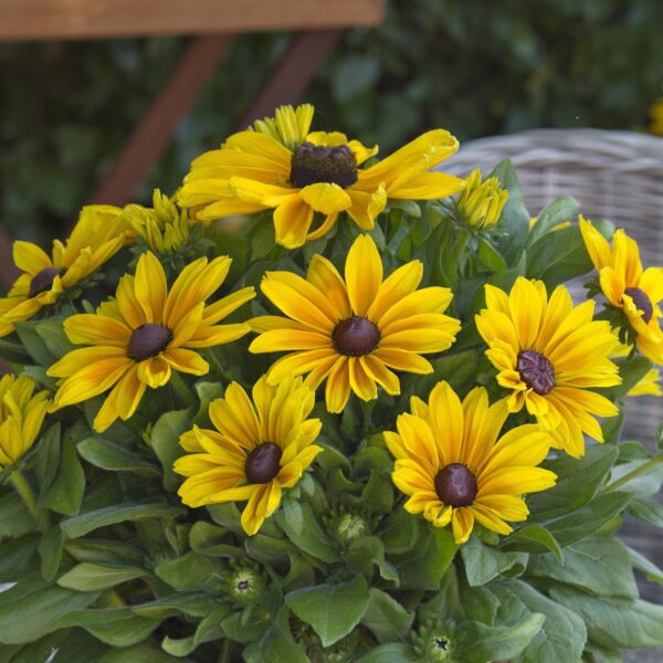 Rudbeckia 'Sunbeckia Maya' - Image 4