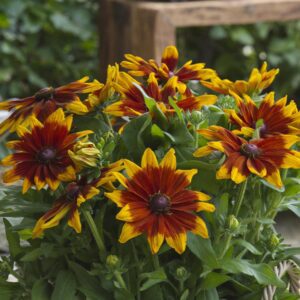 Rudbeckia 'Sunbeckia Mia'