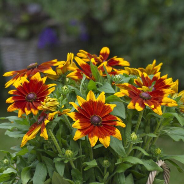 Rudbeckia 'Sunbeckia Mia' - Image 2