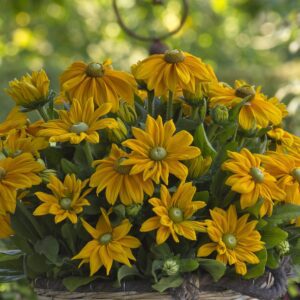 Rudbeckia 'Sunbeckia Ophelia'