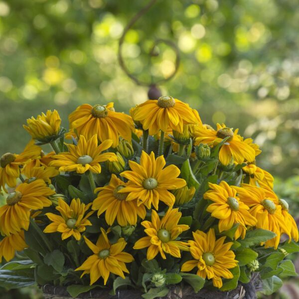 Rudbeckia 'Sunbeckia Ophelia' - Image 2