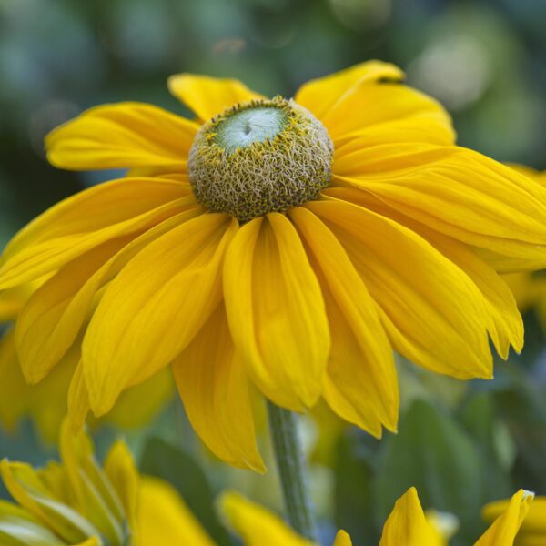Rudbeckia 'Sunbeckia Ophelia' - Image 3
