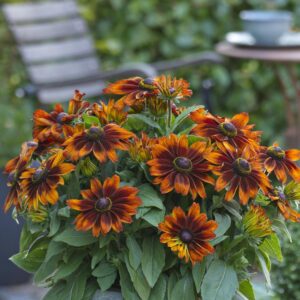 Rudbeckia 'Sunbeckia Sarah'