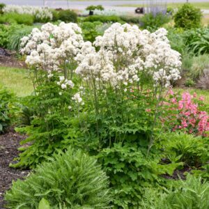 Thalictrum 'Cotton Ball'