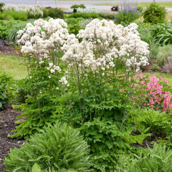 Thalictrum 'Cotton Ball'