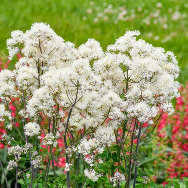 Thalictrum 'Cotton Ball' - Image 2