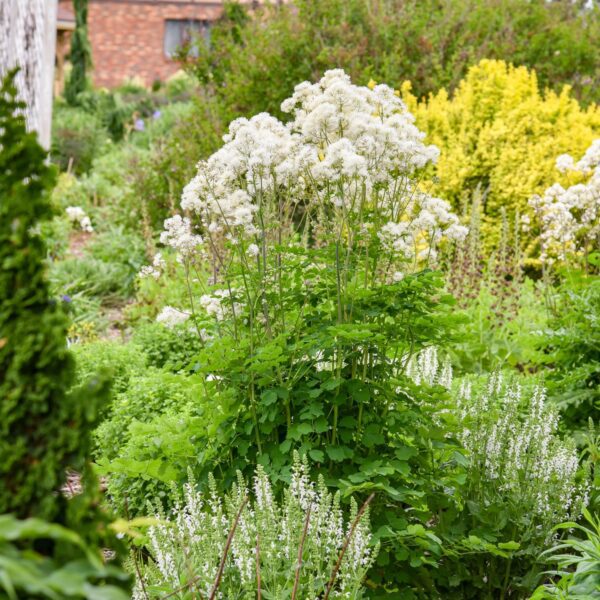 Thalictrum 'Cotton Ball' - Image 3