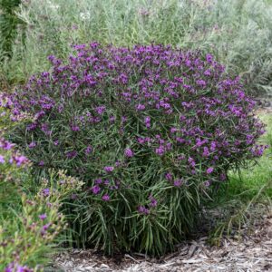 Vernonia 'Prairie Princess'