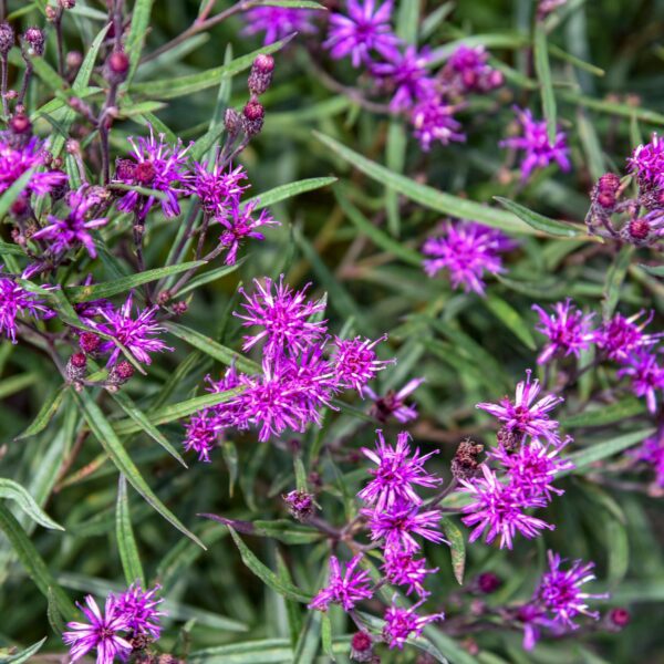 Vernonia 'Prairie Princess' - Image 2