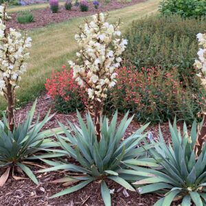Yucca 'Dragon Slayer'