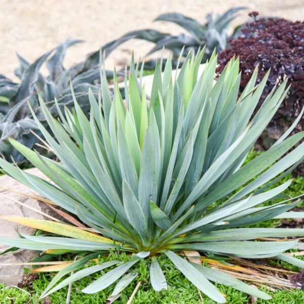 Yucca 'Dragon Slayer' - Image 2