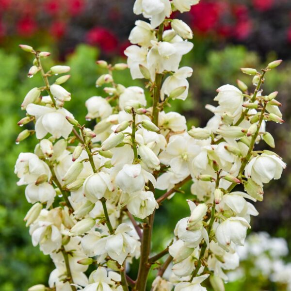 Yucca 'Dragon Slayer' - Image 3