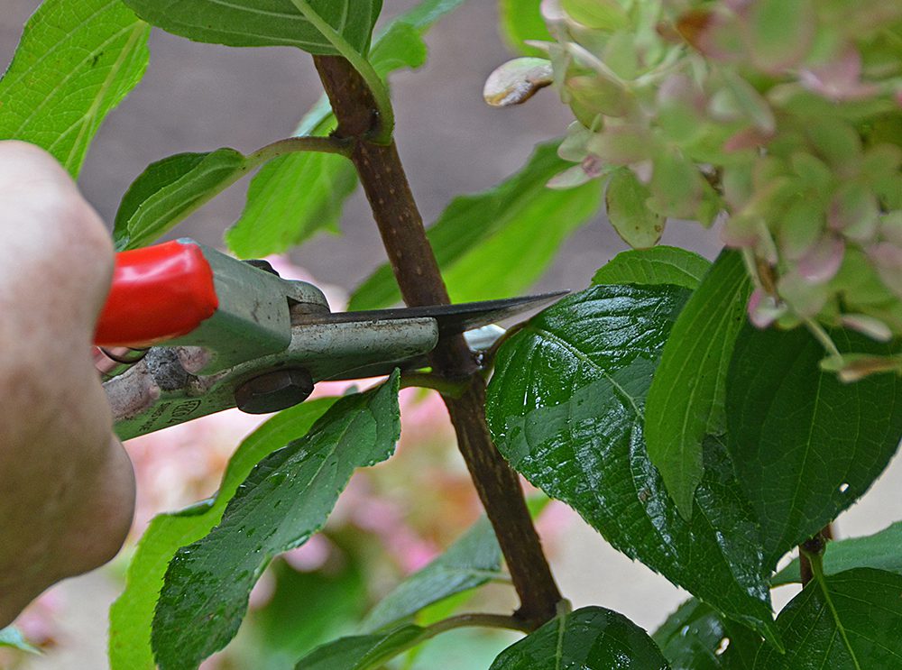 Where to cut hydrangea stem