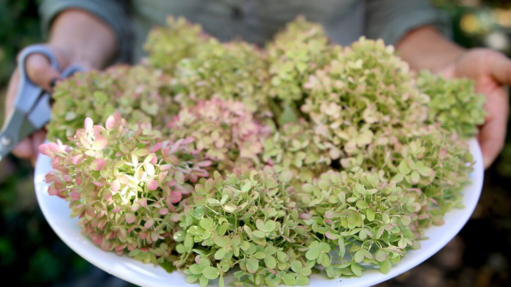 Bowl of cut hydrangeas