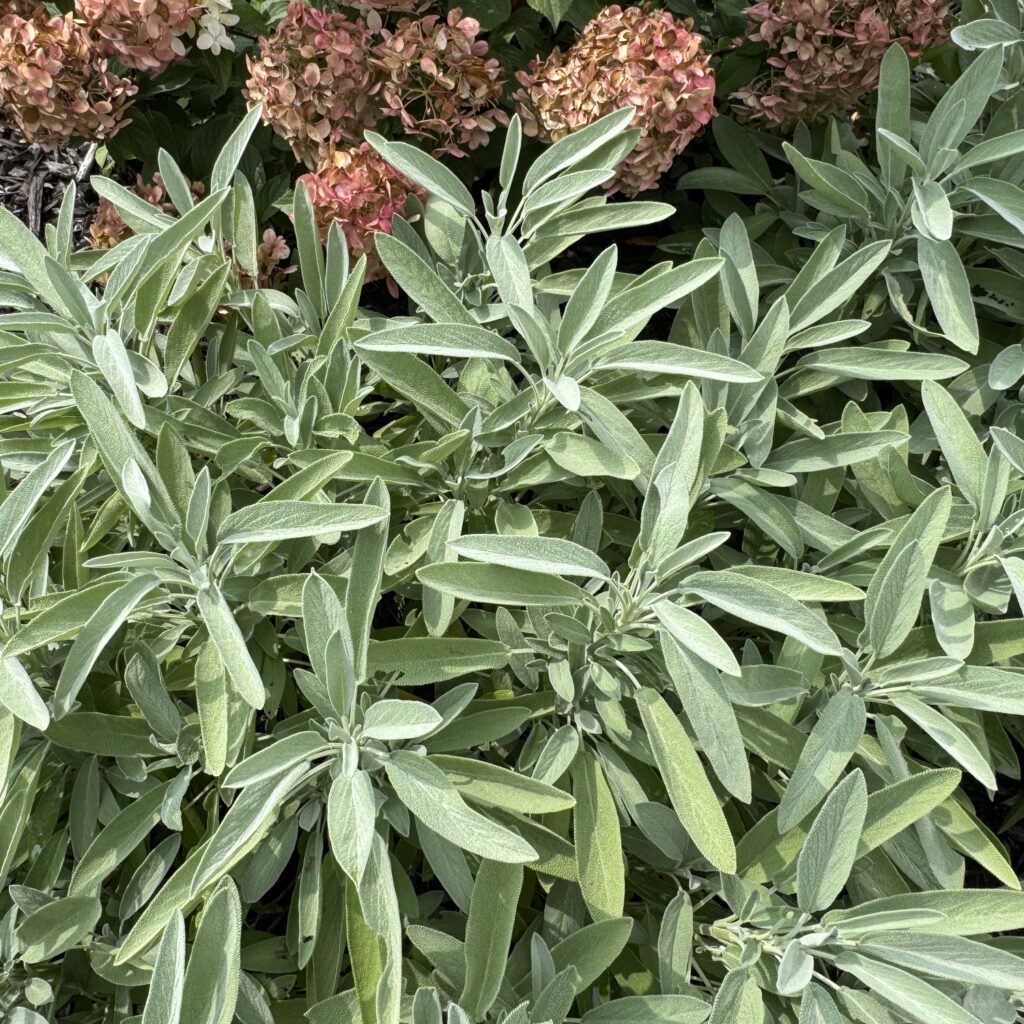 'Silver Scent' Salvia