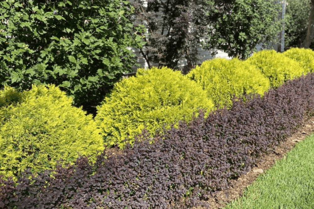 Anna’s Magic Ball® globe arborvitae