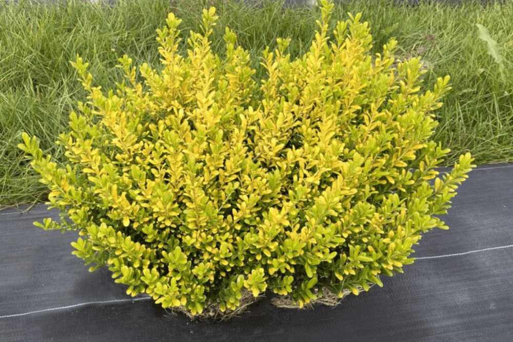 Glow Pop® Japanese holly