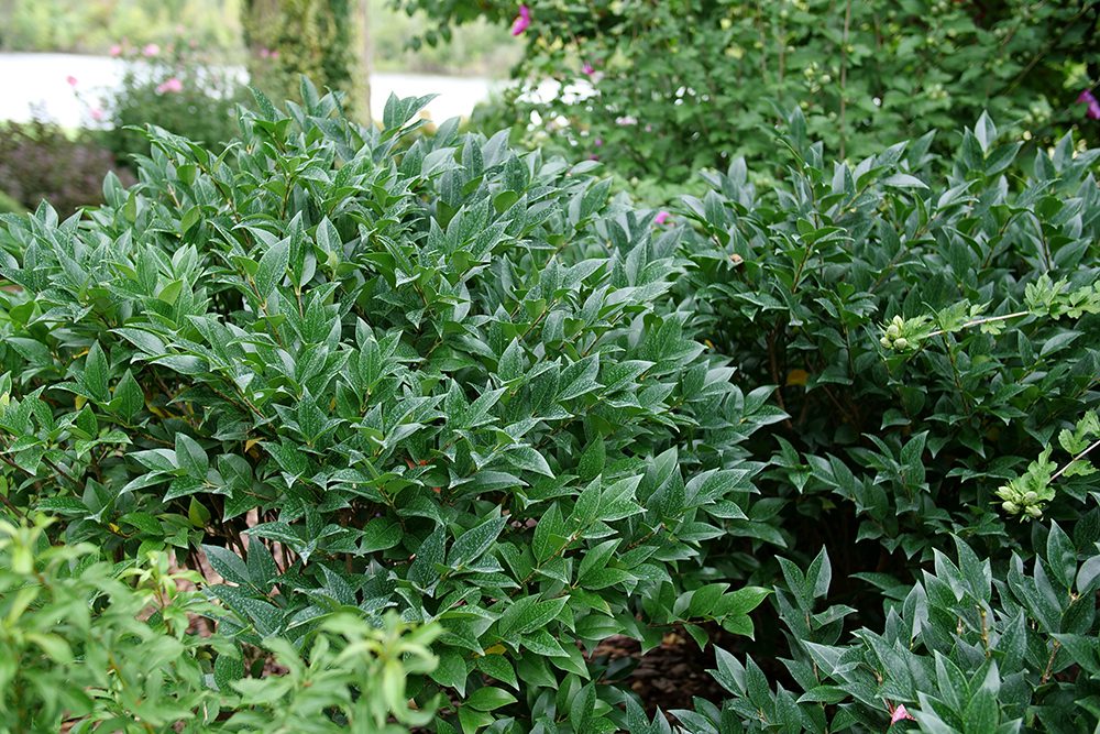 Ligustrum Kindly