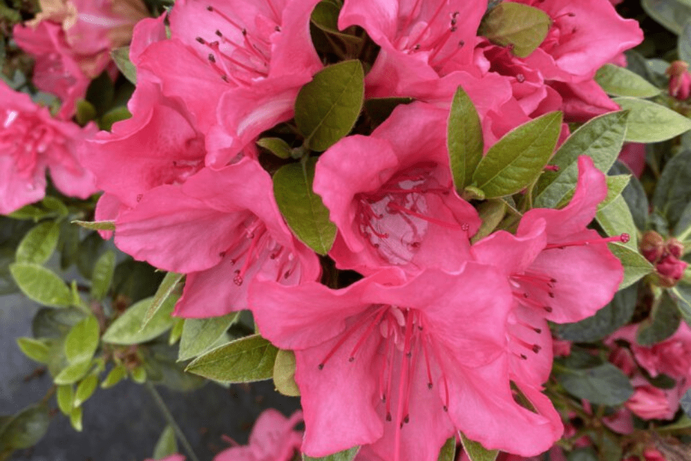 Perfecto Mundo Epic Coral® reblooming azalea
